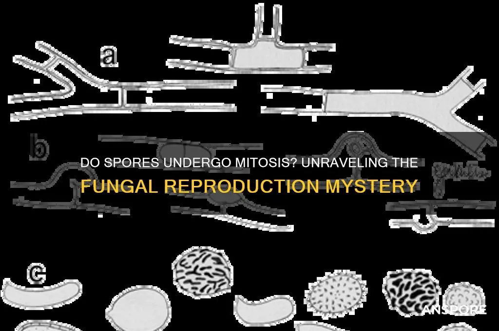 do spores go through mitosis