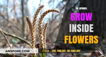 Do Spores Thrive Inside Flowers? Unveiling the Hidden Botanical Mystery