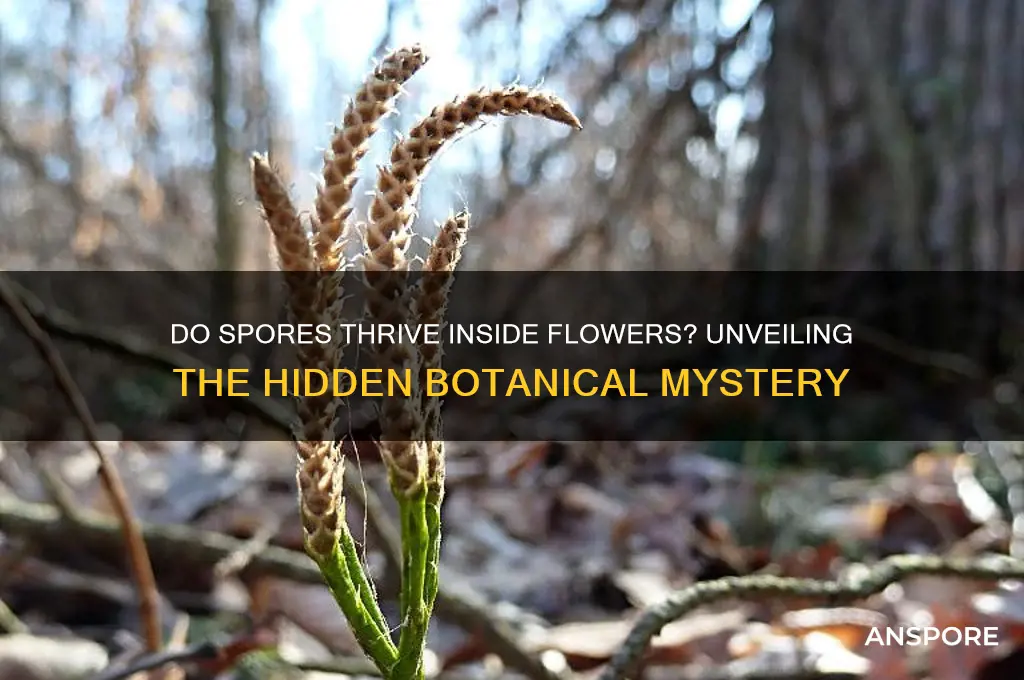 do spores grow inside flowers