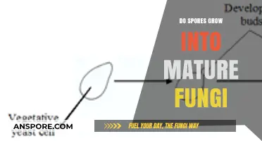 Do Spores Grow into Mature Fungi? Unveiling the Fungal Life Cycle