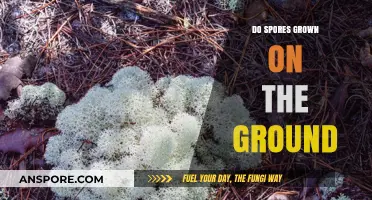 Ground-Dwelling Spores: Unveiling Their Growth and Survival Strategies