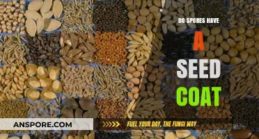 Do Spores Have a Seed Coat? Unraveling Plant Reproduction Mysteries