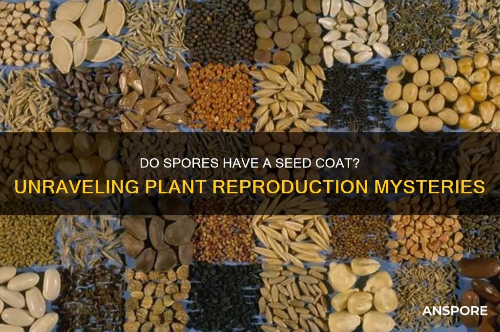 do spores have a seed coat