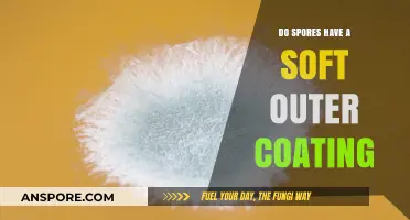 Exploring the Soft Outer Coating of Spores: Fact or Fiction?