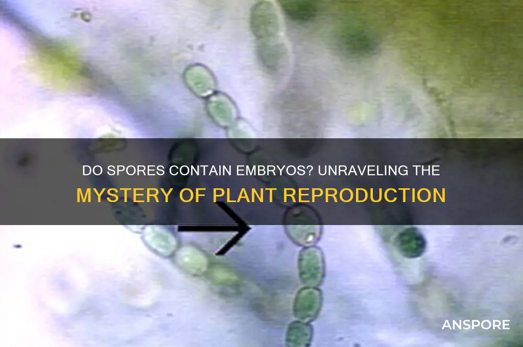 do spores have an embryo