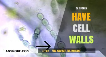 Do Spores Have Cell Walls? Unveiling Their Protective Structure