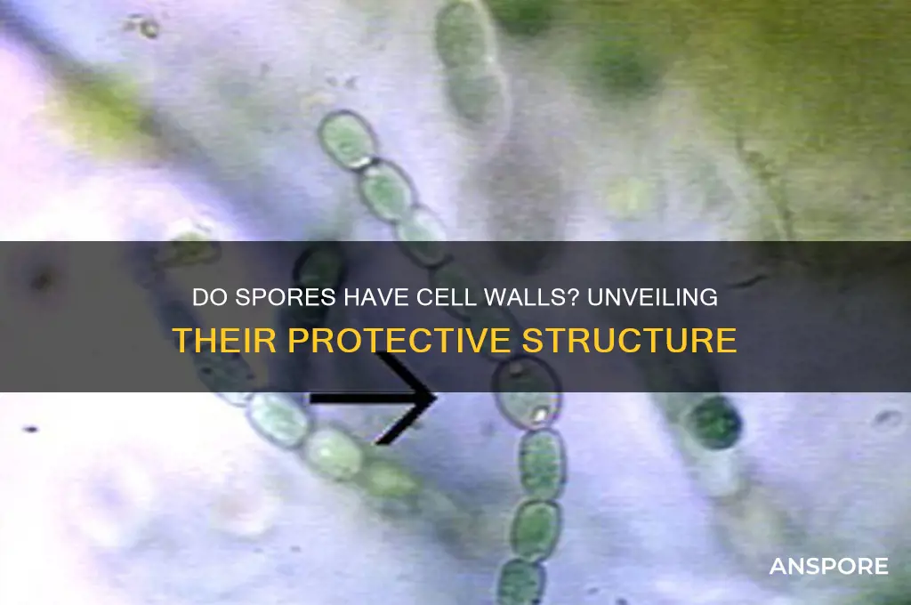 do spores have cell walls