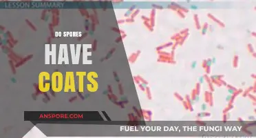 Unveiling the Protective Coats of Spores: Structure and Function Explained