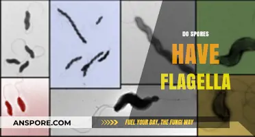 Do Spores Have Flagella? Exploring Microbial Mobility and Reproduction