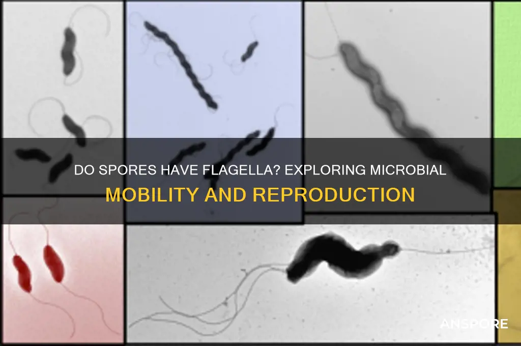 do spores have flagella