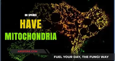 Do Spores Have Mitochondria? Unraveling the Mystery of Cellular Energy