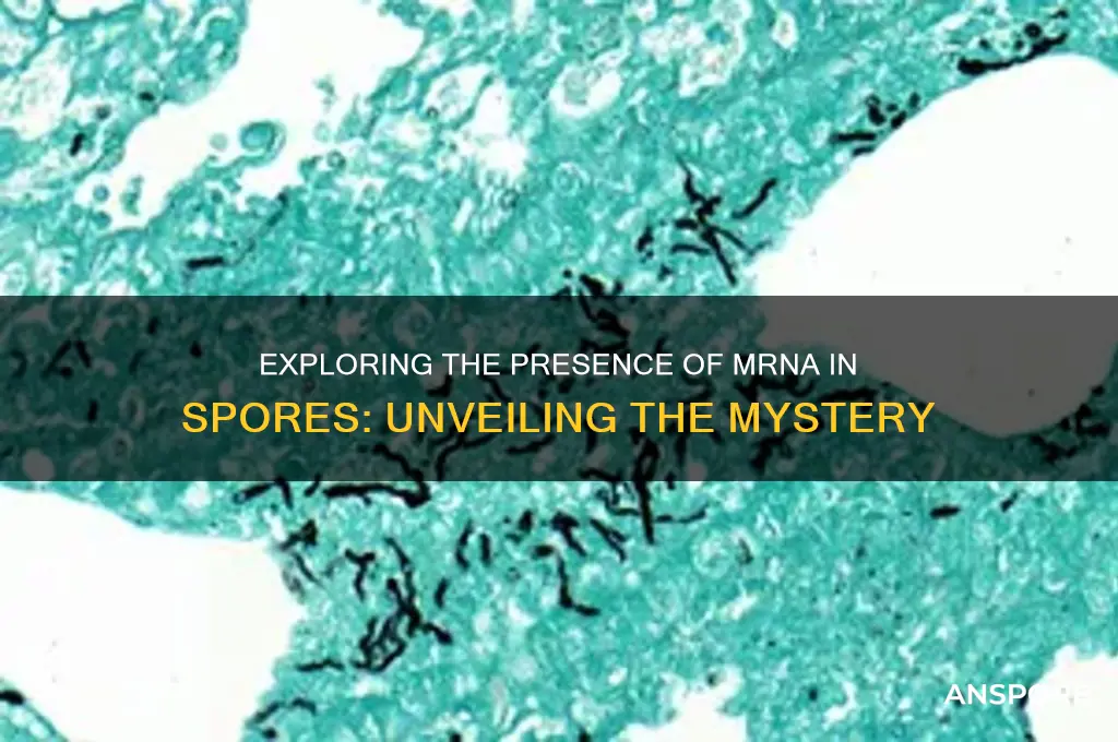 do spores have mrna
