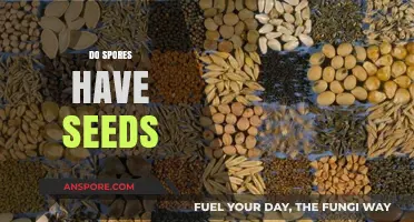 Do Spores Contain Seeds? Unraveling the Mystery of Plant Reproduction