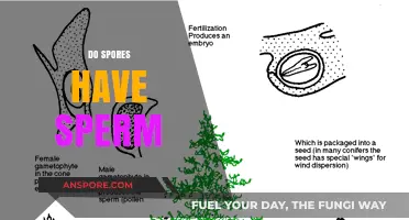 Do Spores Contain Sperm? Unraveling the Mystery of Plant Reproduction