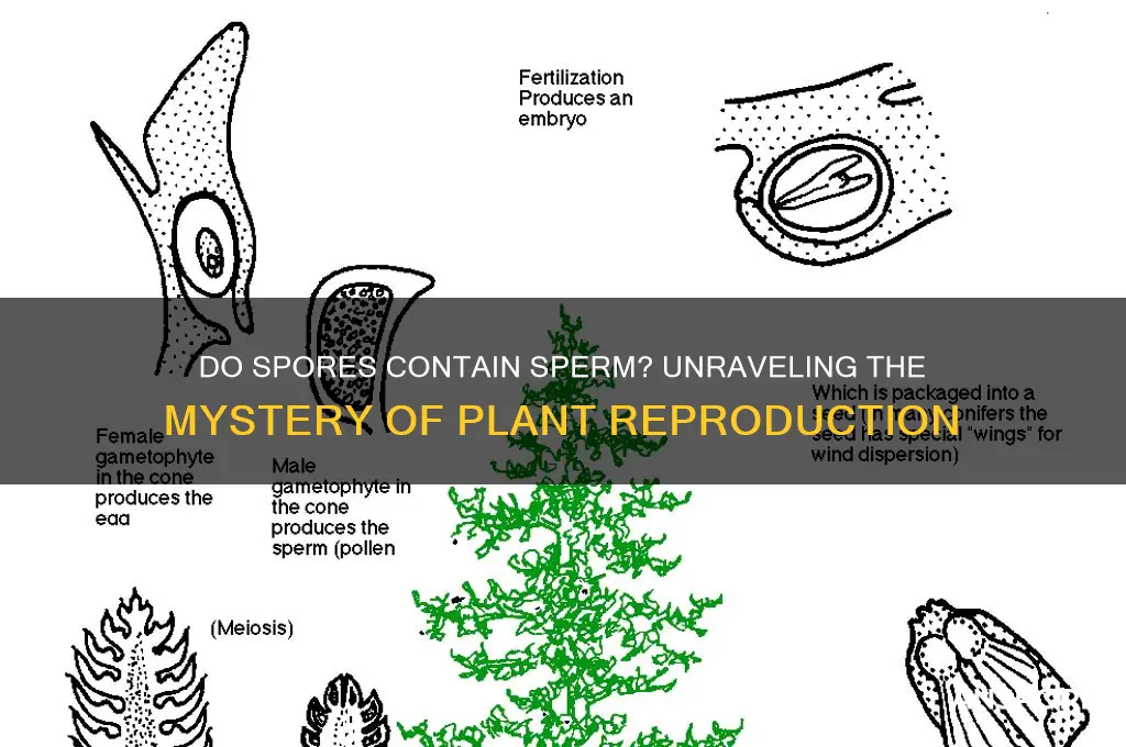 do spores have sperm