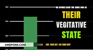 Do Spores Share Identical DNA with Their Vegetative State?