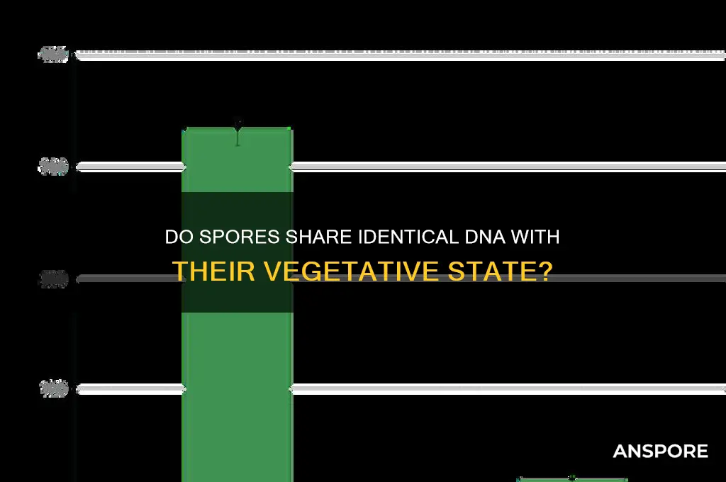do spores have the same dna as their vegitative state