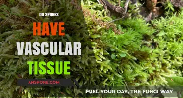 Do Spores Have Vascular Tissue? Unraveling Plant Structure Mysteries