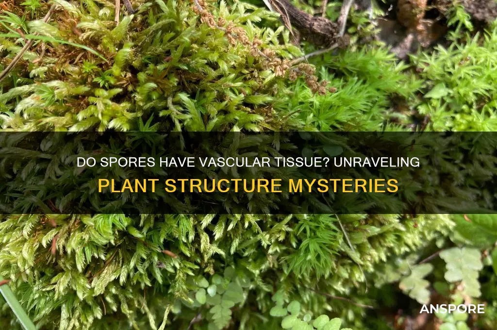 do spores have vascular tissue