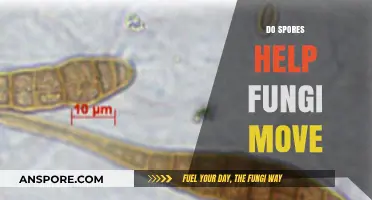 How Spores Enable Fungi to Disperse and Colonize New Environments