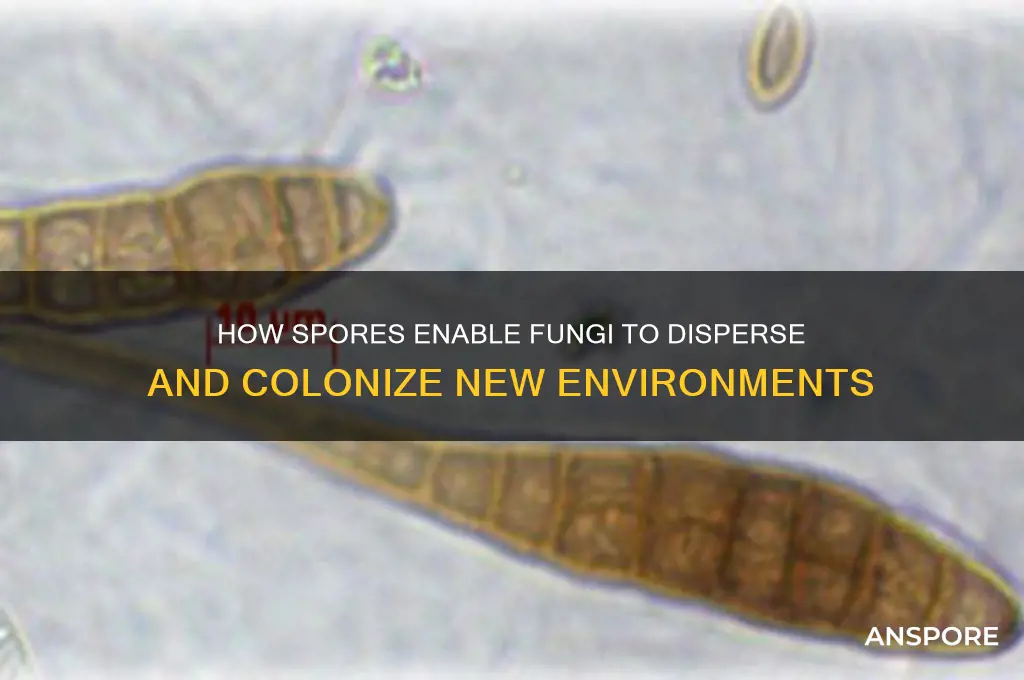 do spores help fungi move