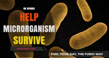 How Spores Enable Microorganisms to Survive Harsh Environments