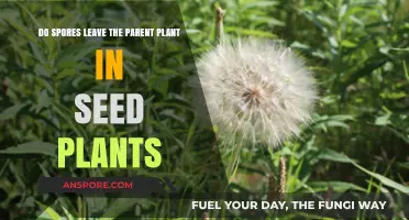 Do Spores Exit Parent Plants in Seed Plants? Exploring Plant Reproduction