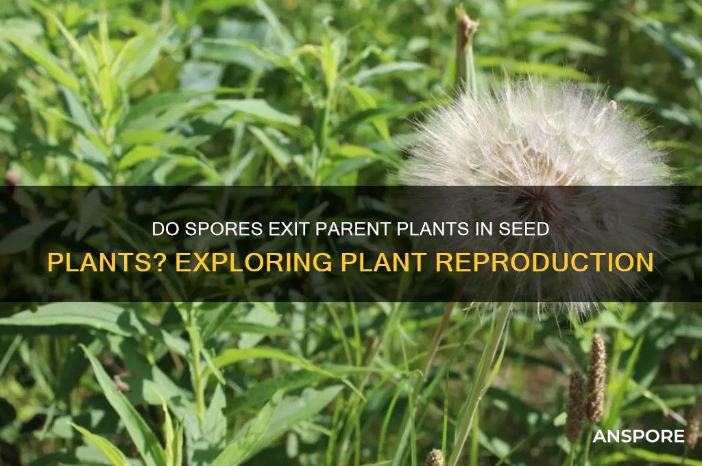 do spores leave the parent plant in seed plants