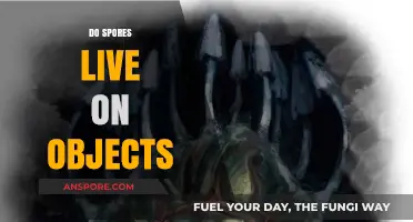 Can Spores Survive on Everyday Objects? Unveiling the Truth