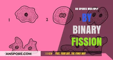 Do Spores Multiply by Binary Fission? Unraveling the Truth