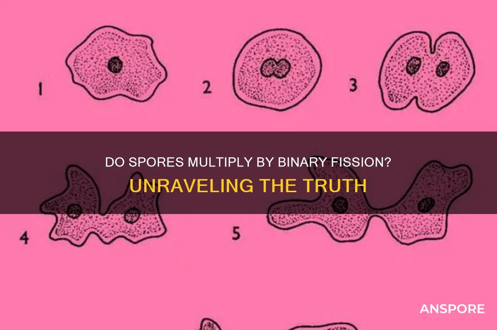 do spores multiply by binary fission