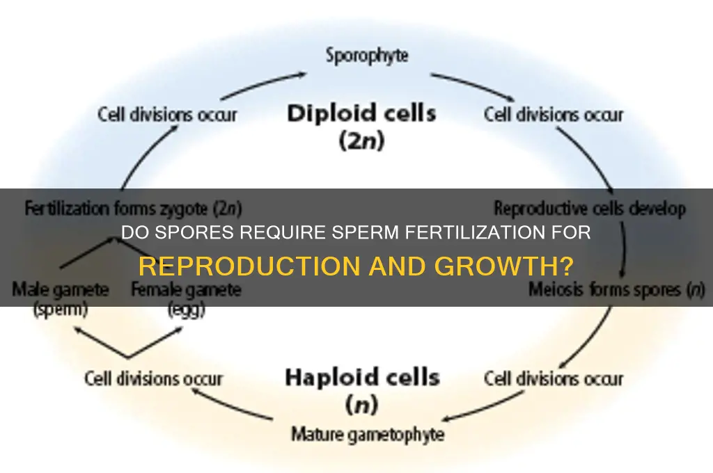do spores need to be fertilized by sperm cells