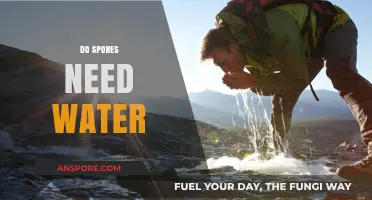 Do Spores Need Water? Unveiling the Survival Secrets of Microscopic Life