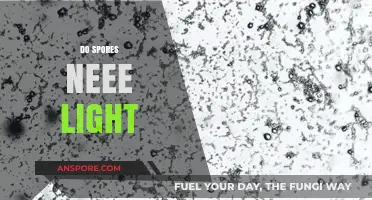 Do Spores Need Light? Unveiling the Truth Behind Their Growth Requirements