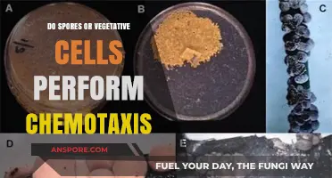 Chemotaxis in Microbes: Do Spores or Vegetative Cells Lead the Way?