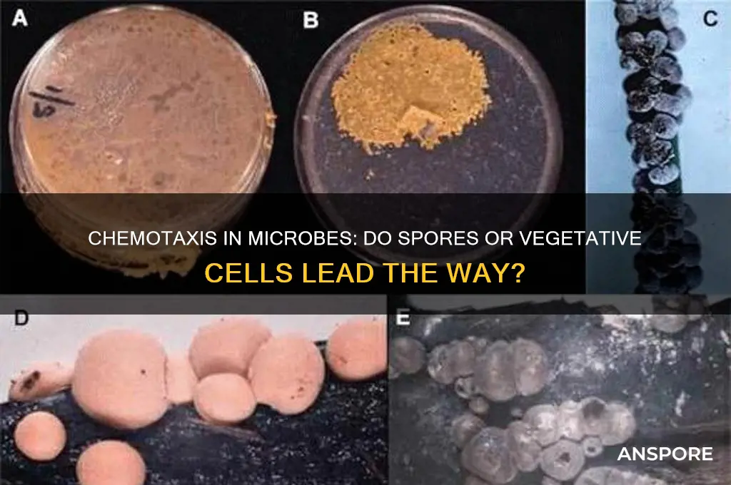 do spores or vegetative cells perform chemotaxis