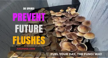 Do Spores Inhibit Future Mushroom Flushes? Exploring the Impact
