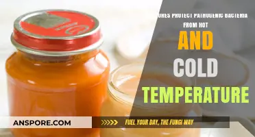 How Spores Shield Pathogenic Bacteria from Extreme Temperature Stress