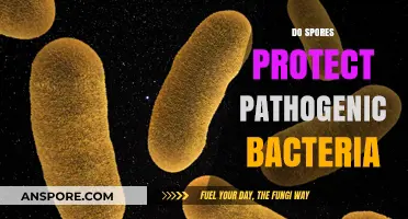 Do Spores Shield Pathogenic Bacteria from Environmental Threats?