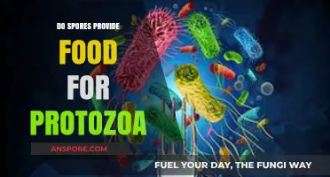Do Spores Serve as a Food Source for Protozoa?