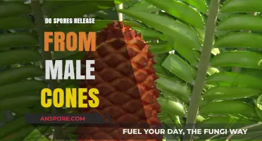 Do Male Cones Release Spores? Unraveling Conifer Reproduction Mysteries