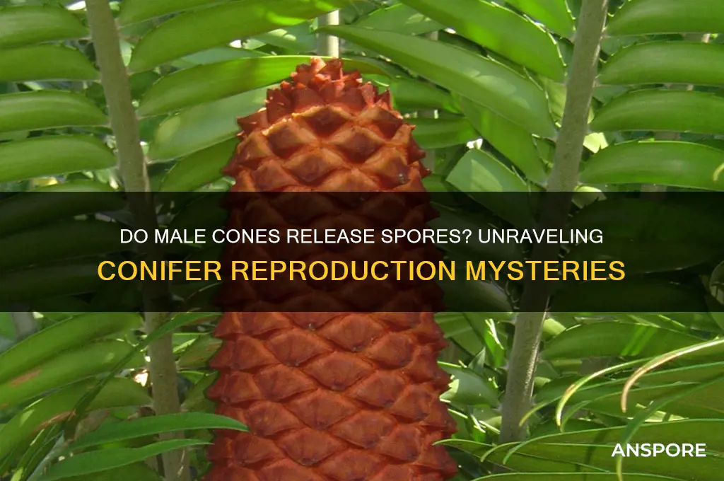 do spores release from male cones