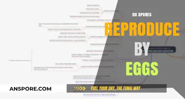 Do Spores Reproduce by Eggs? Unraveling the Mystery of Fungal Reproduction