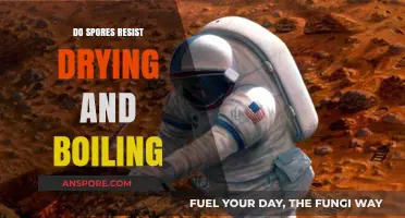 Can Spores Survive Extreme Conditions: Drying and Boiling Resistance Explained