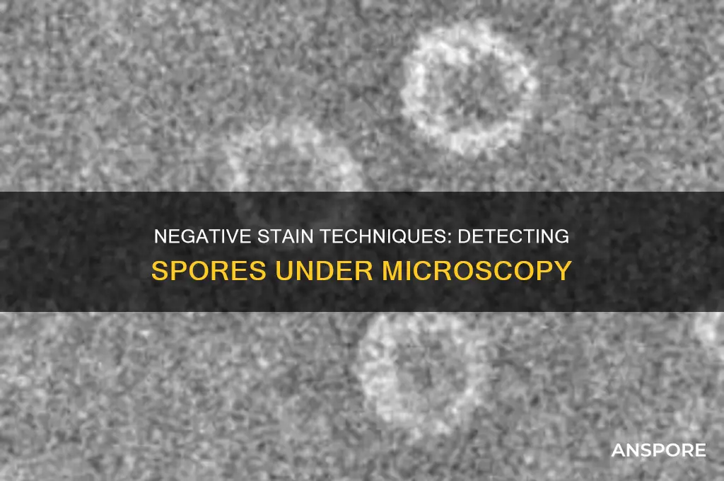 do spores show on negative stain