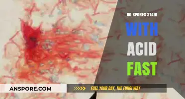Do Spores Stain Acid-Fast? Unraveling the Microscopic Mystery