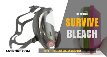 Can Bleach Kill Spores? Uncovering the Truth About Disinfection