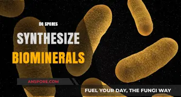 Exploring the Role of Spores in Biomineral Synthesis and Formation