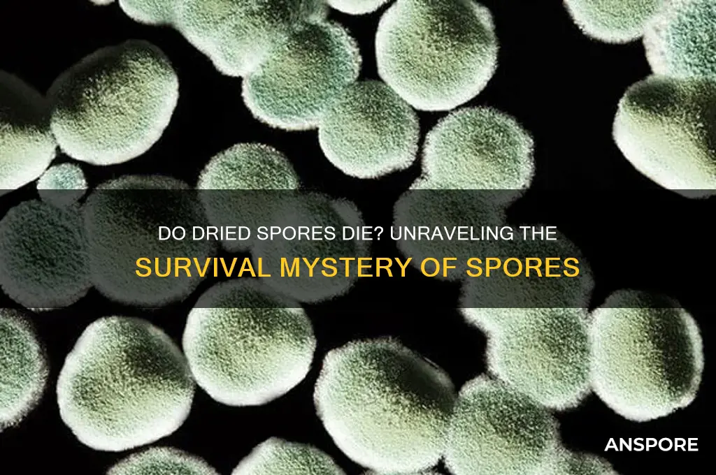 do spores that dry up die