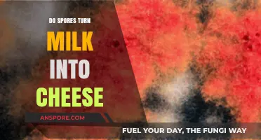 How Spores Transform Milk into Cheese: The Science Explained